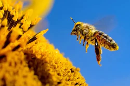 Pollinator Protection Summit 2026: Saving Our Large Bees